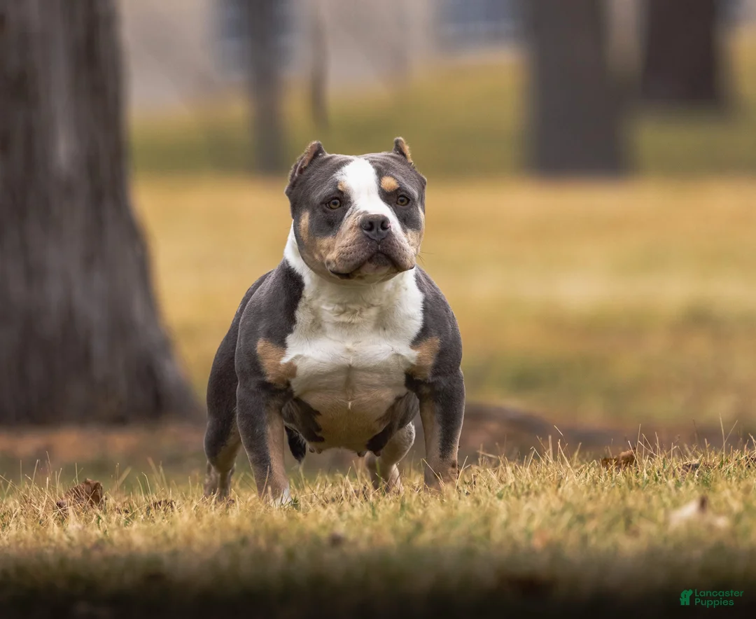 American Bully dogs for sale: Maya - Spayed adult female  - Ad 1