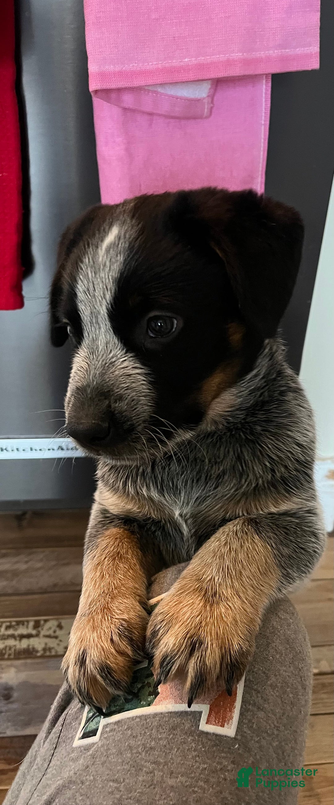 Australian Cattle Dog dogs for sale: Australian Cattle Dog Puppy 1 - Ad 15