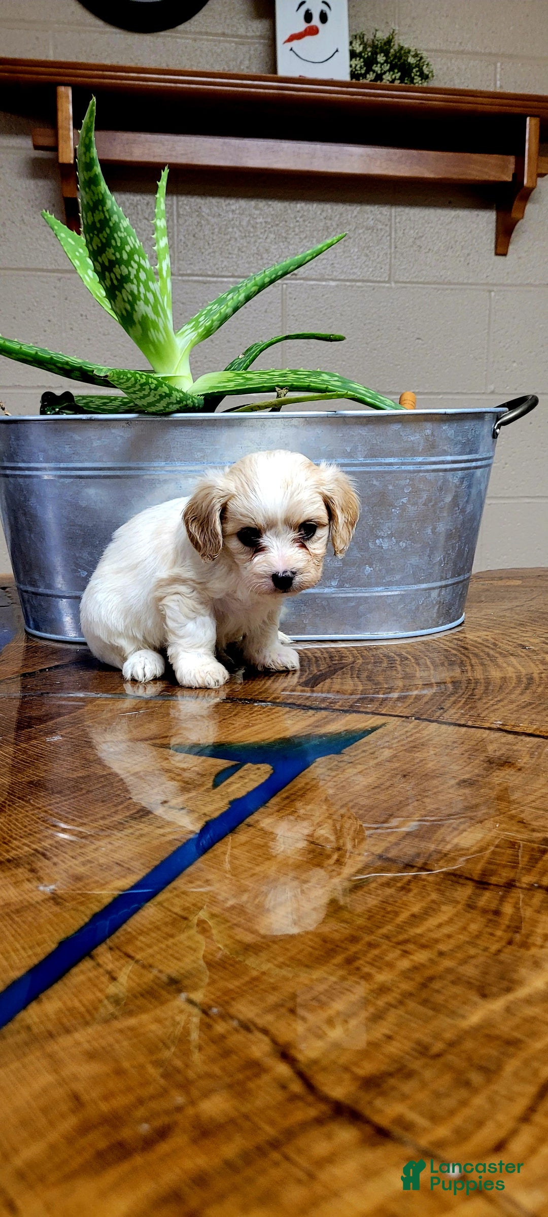 Cavachon dogs for sale: Daisy  - Ad 2