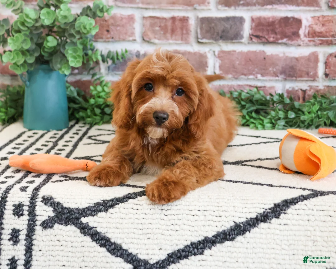 Cavapoo dogs for sale: Illius - Ad 2