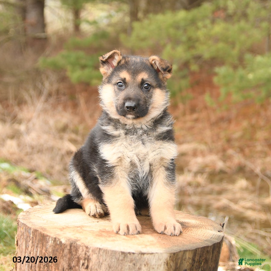 German Shepherd dogs for sale: Hunter - Ad 2