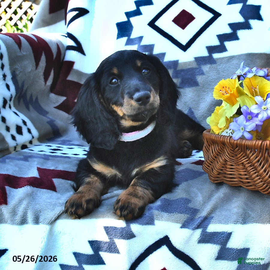Miniature Dachshund dogs Kandy - Ad 2
