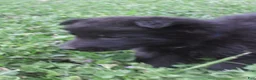 German Shepherd dogs for sale: Volvo - Ad 5