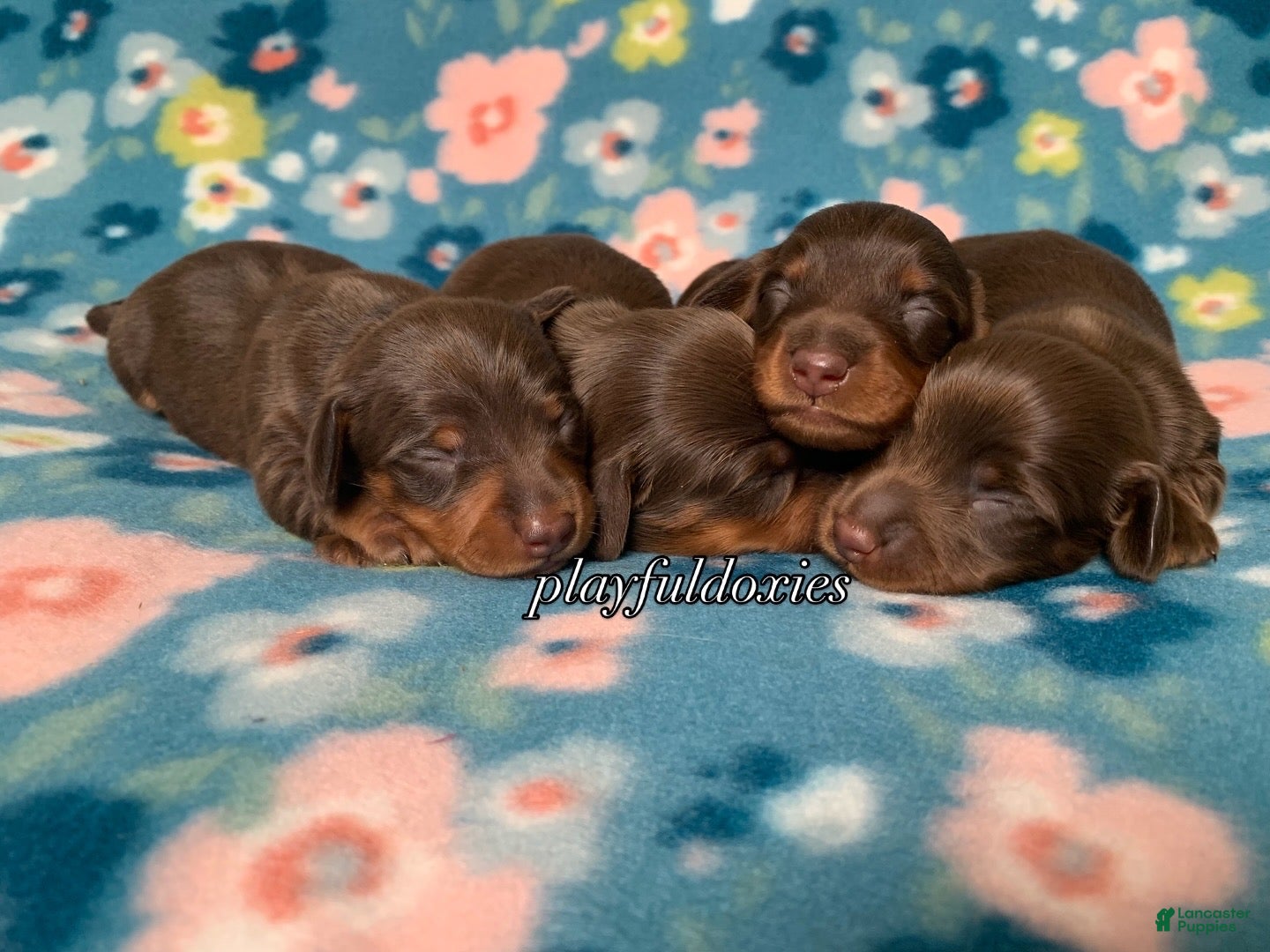 Miniature Dachshund dogs Miniature Dachshund Male Puppy 3 Chocolate and Tan - Ad 2