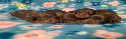 Miniature Dachshund dogs for sale: Miniature Dachshund Male Puppy 3 Chocolate and Tan - Ad 2