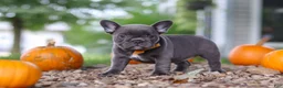 French Bulldog dogs for sale: Hallie - Ad 4