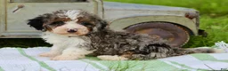 Mini Bernedoodle dogs for sale: Sunny  - Ad 3