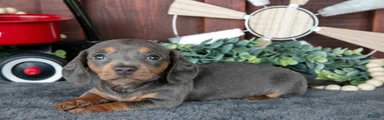 Bonnie