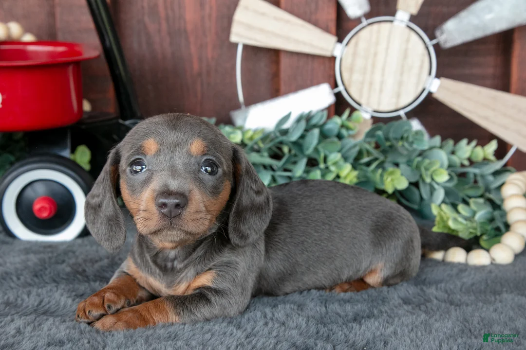 Miniature Dachshund dogs for sale: Bonnie - Ad 1