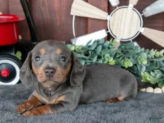 Miniature Dachshund dogs for sale: Bonnie - Ad 2