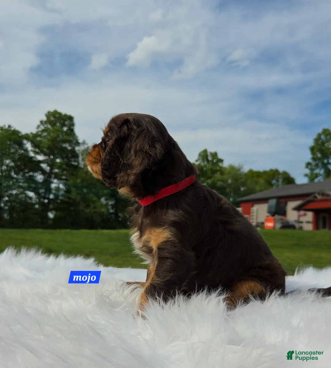 Cavalier King Charles Spaniel dogs for sale: Mojo - Ad 2