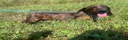 Miniature Dachshund dogs for sale: Ace - Ad 5