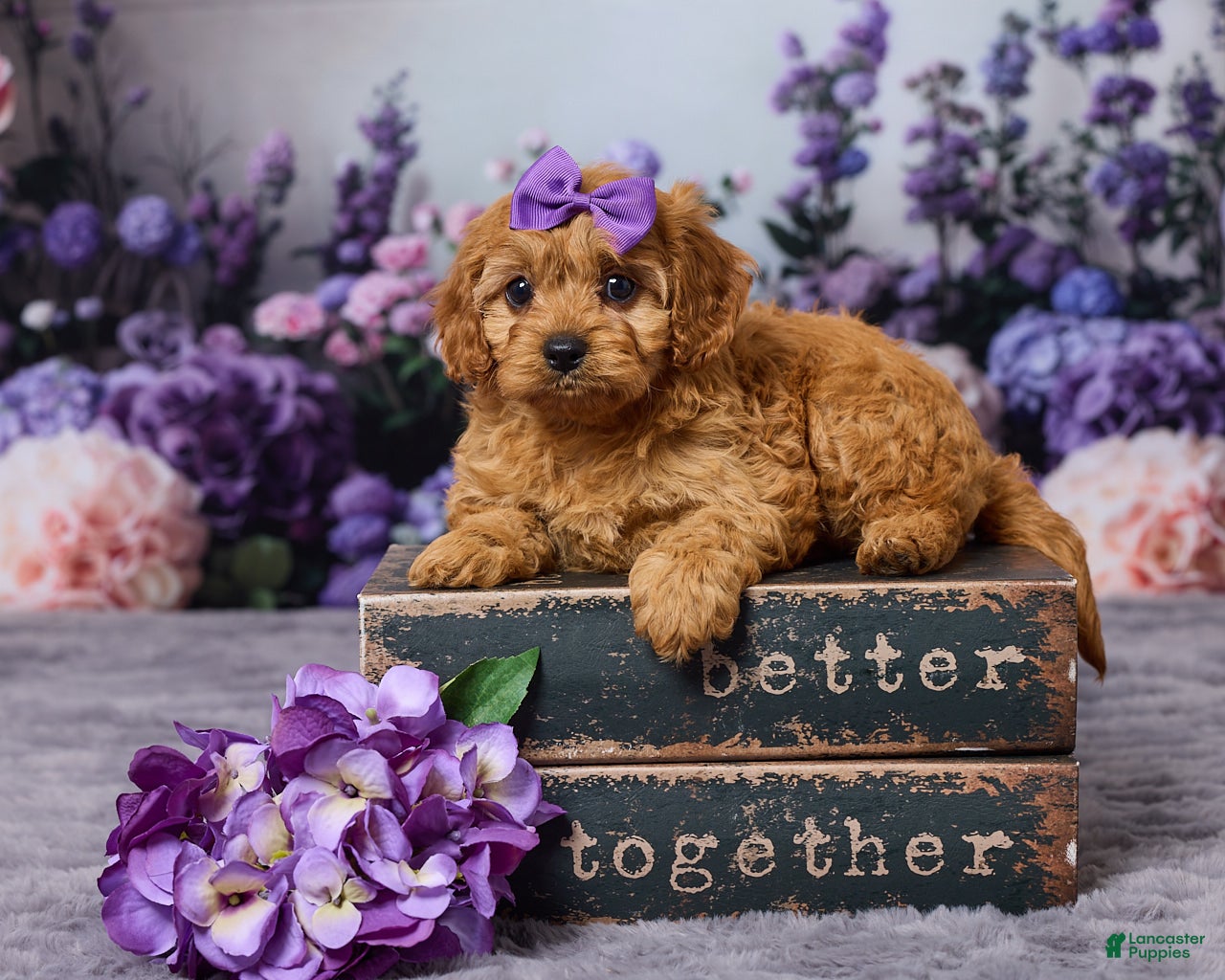 Cavapoo dogs Caramello - Ad 1