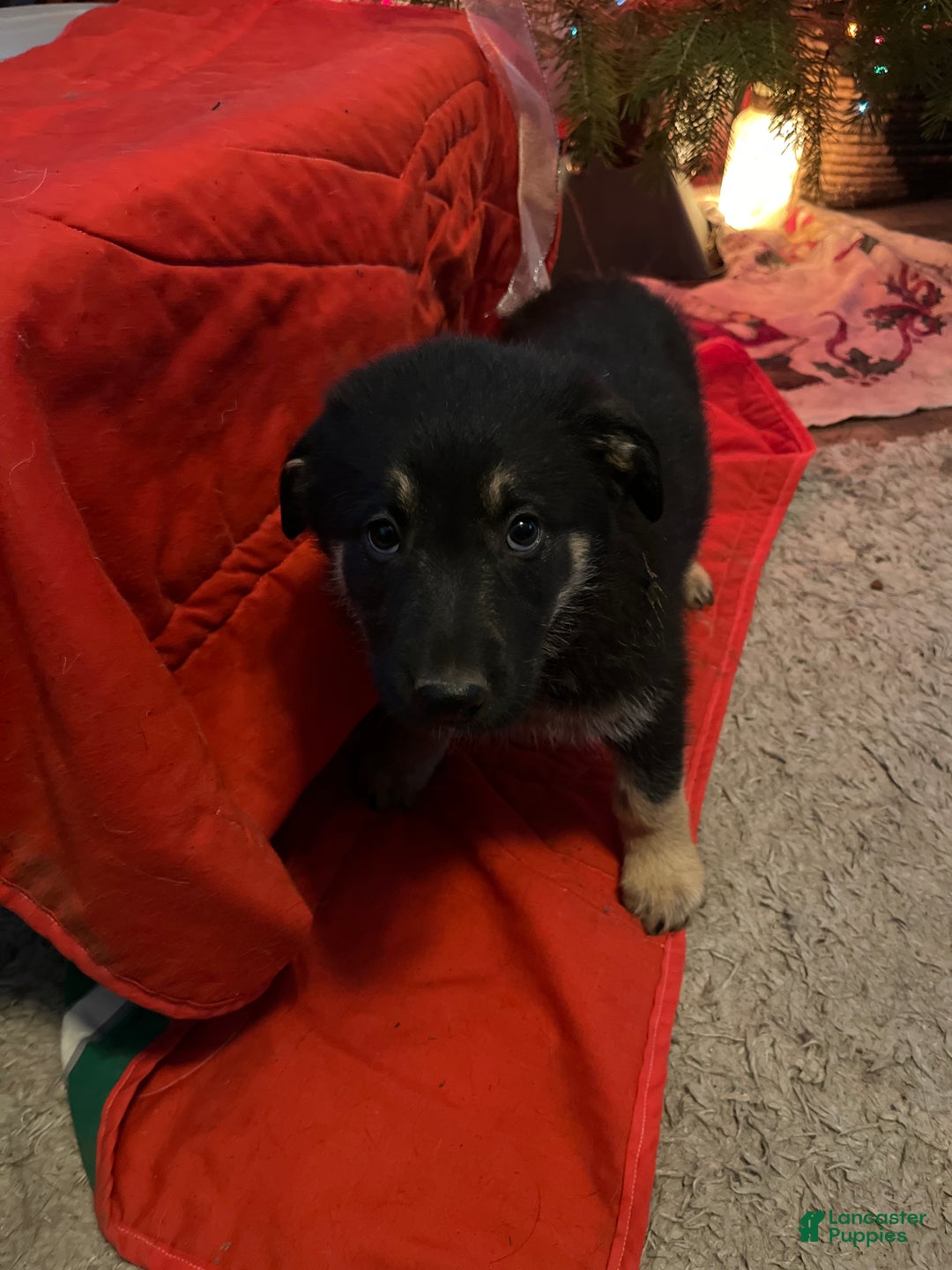 Mixed Breed dogs for sale: Mixed Breed Puppy 8 - Ad 1