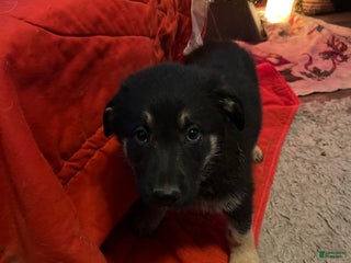 Mixed Breed dogs Mixed Breed Puppy 8 - Ad 6