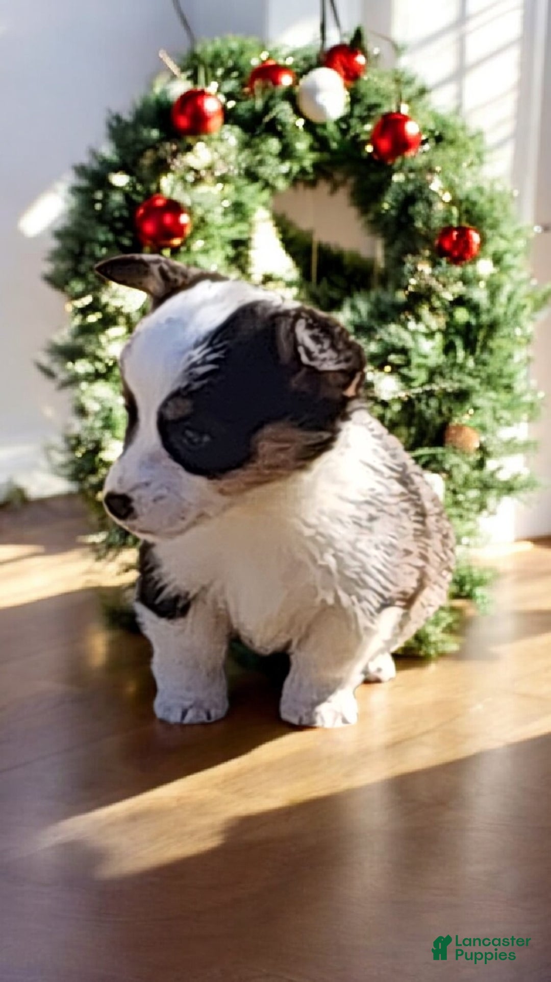 Welsh Corgi Pembroke dogs for sale: Bambi blue eye tri - Ad 6
