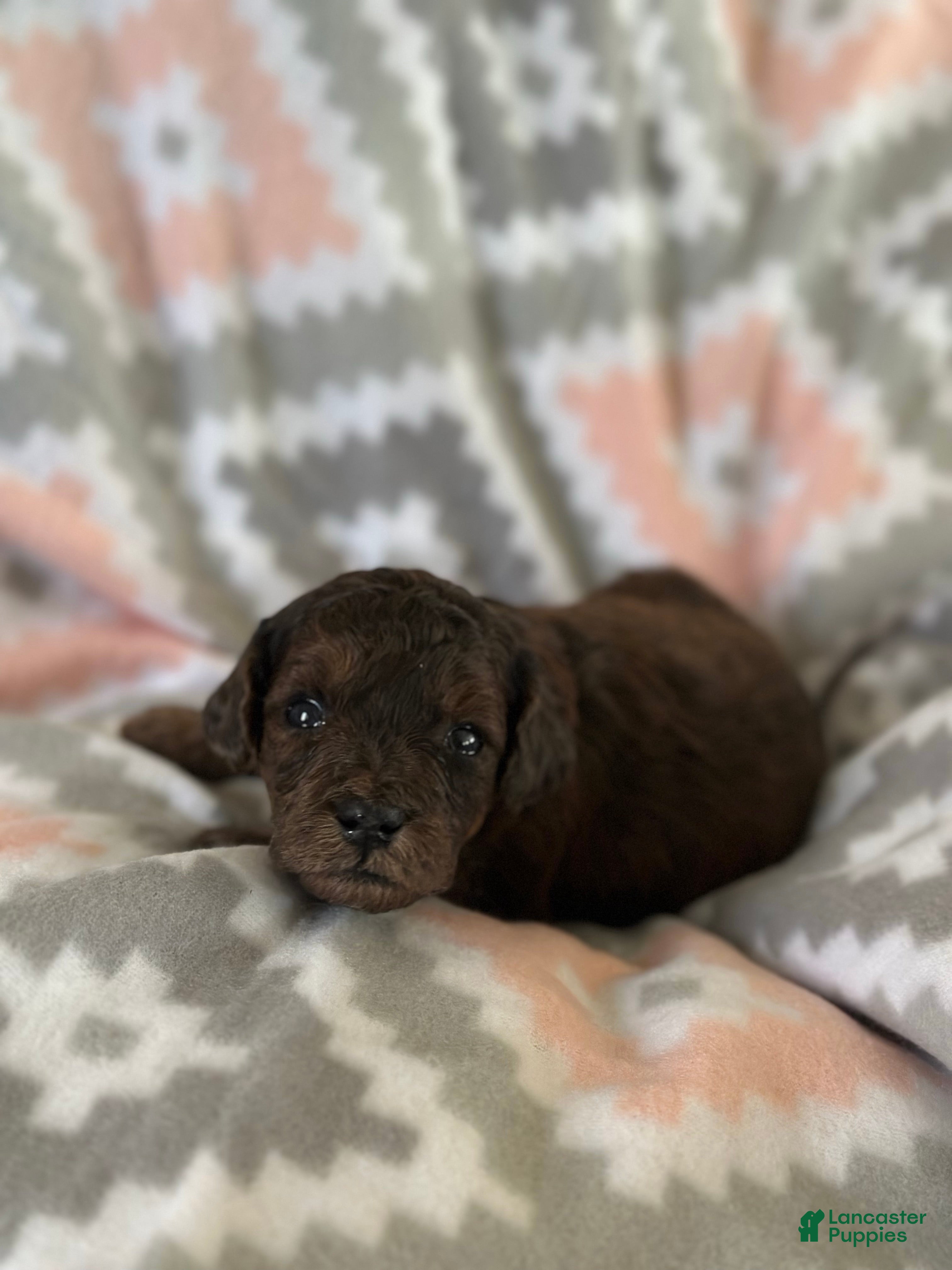 Mini Goldendoodle dogs for sale: Chilli - Ad 1