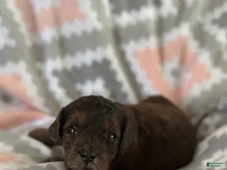 Mini Goldendoodle dogs Chilli - Ad 21