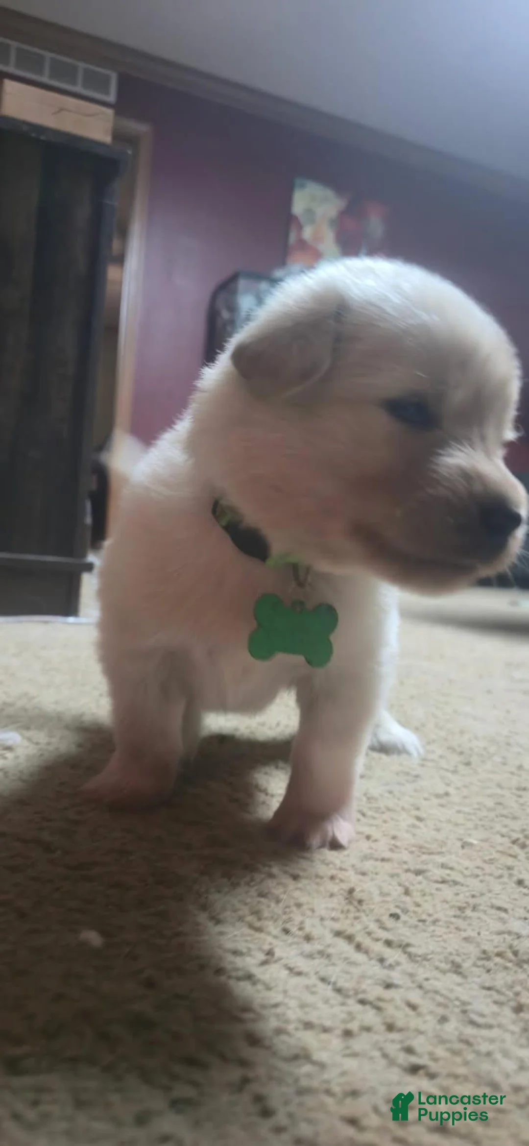 Mixed Breed dogs for sale: Mixed Breed Puppy 2 - Ad 4