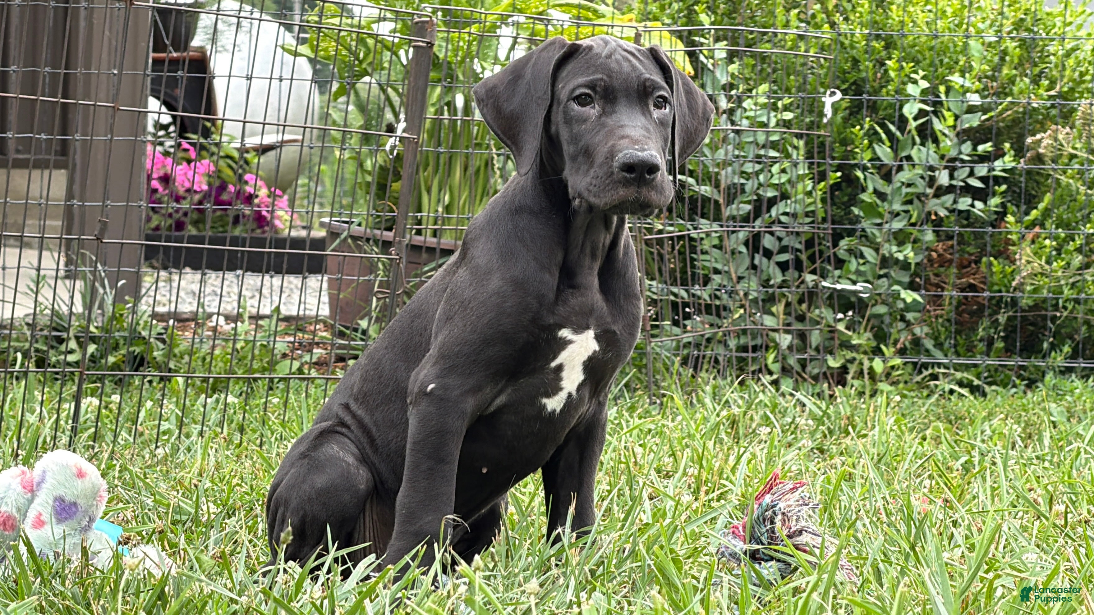 Great Dane dogs Pam Great Dane  - Ad 1