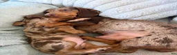 Miniature Dachshund dogs for sale: Miniature Dachshund 1 - Ad 3