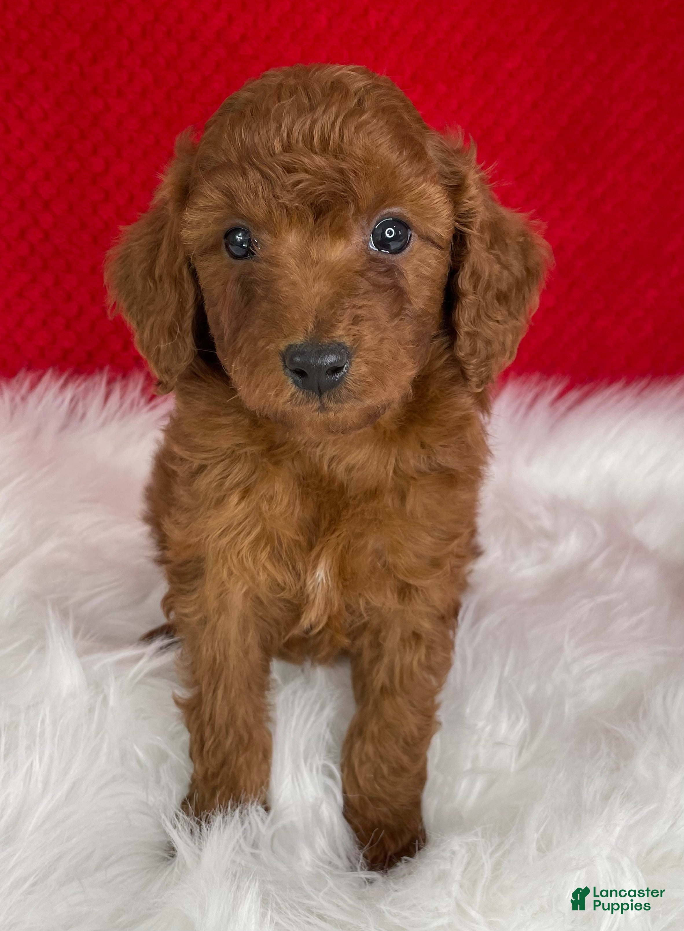 Mini Goldendoodle dogs Copper - Ad 1
