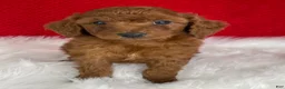Mini Goldendoodle dogs for sale: Copper - Ad 1