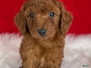 Mini Goldendoodle dogs for sale: Copper - Ad 3
