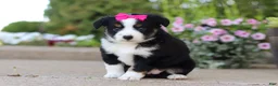 Miniature Australian Shepherd dogs for sale: Eliza - Ad 6