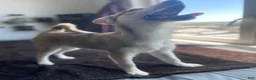 Alaskan Klee Kai dogs for sale: Vermithor (The Bronze Fury) - Ad 18