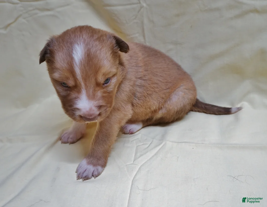 Border Collie dogs for sale: Braxton - Ad 2