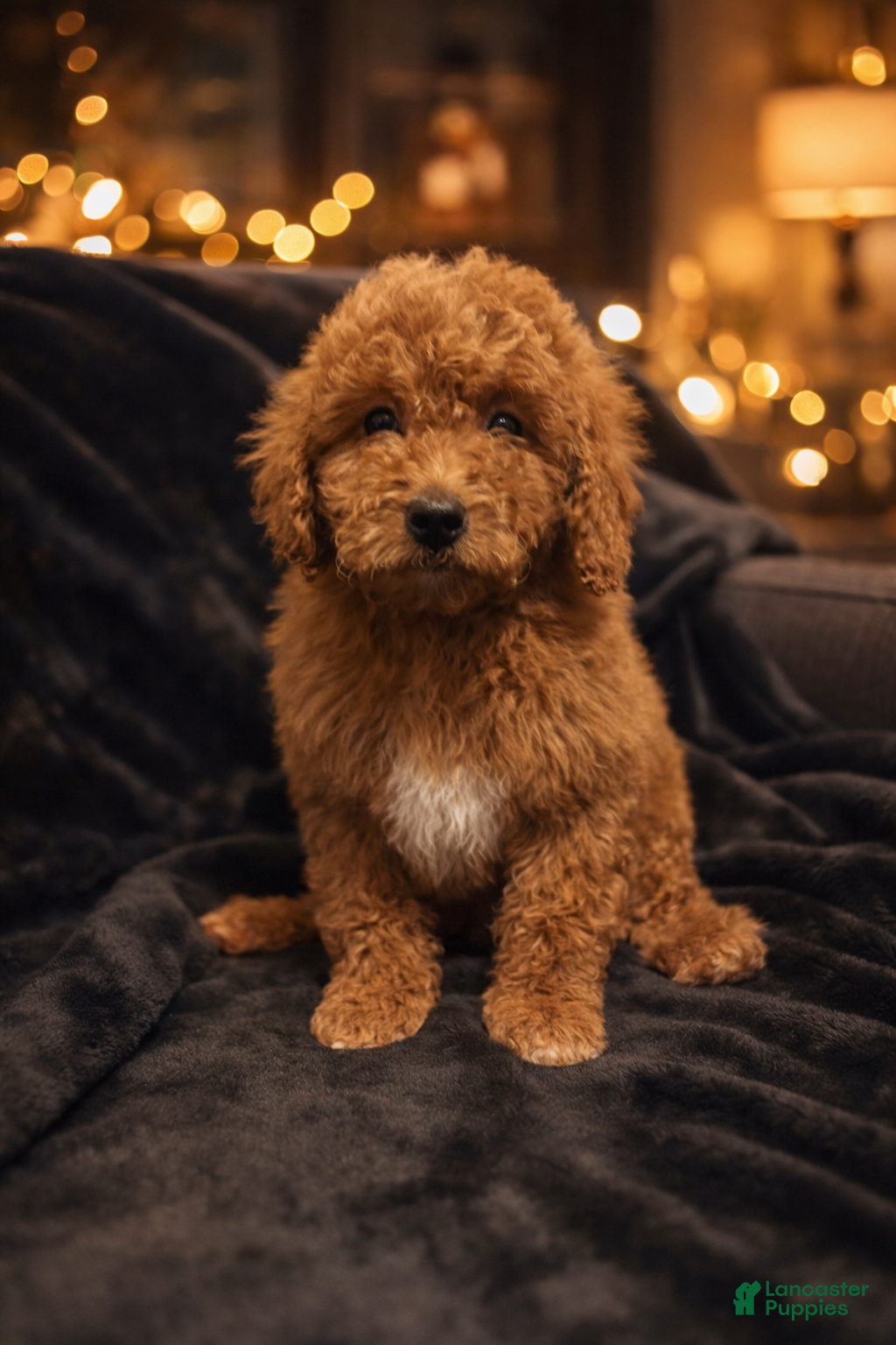 Mini Goldendoodle dogs Mr Waffles - Ad 16