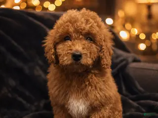 Mini Goldendoodle dogs Mr Waffles - Ad 16