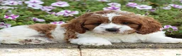 Cavapoo dogs for sale: Diego - Ad 5