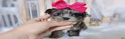 Morkie dogs for sale: Te Fiti - Ad 8