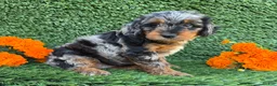 Mini Goldendoodle dogs for sale: Willow - Ad 4