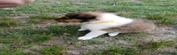 Collie dogs for sale: Sable Male, Yellow collar - Ad 3
