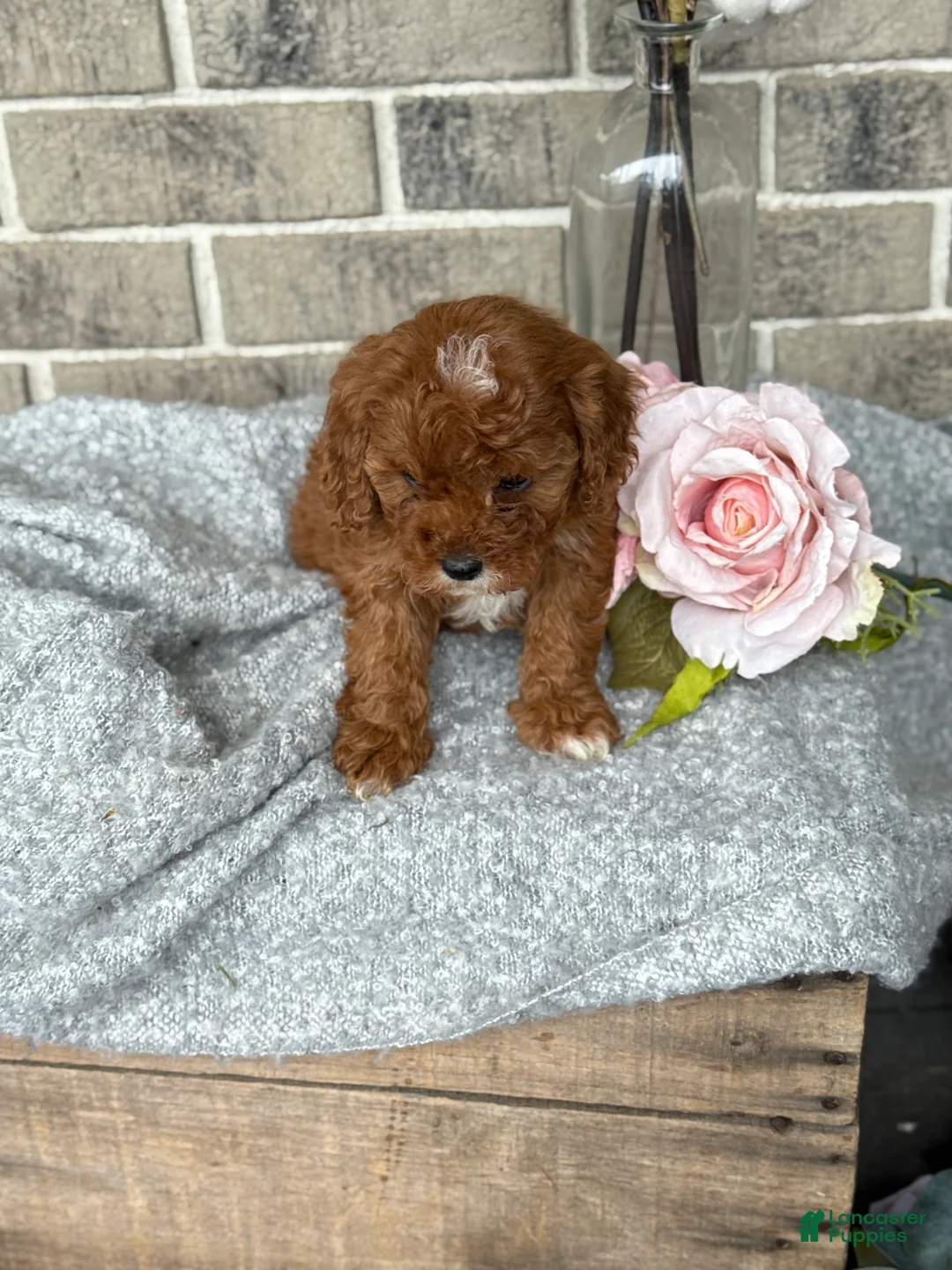 Cavapoo dogs for sale: Kassie - Ad 10