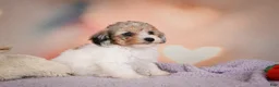 Maltipoo dogs for sale: Mabel - Ad 10
