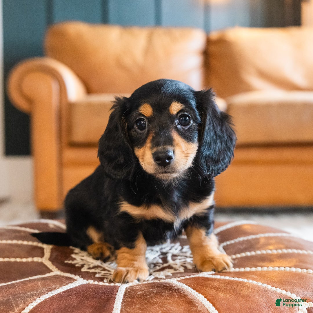 Dachshund dogs for sale: Trixie - CHRISTMAS PUPPY! - Ad 6