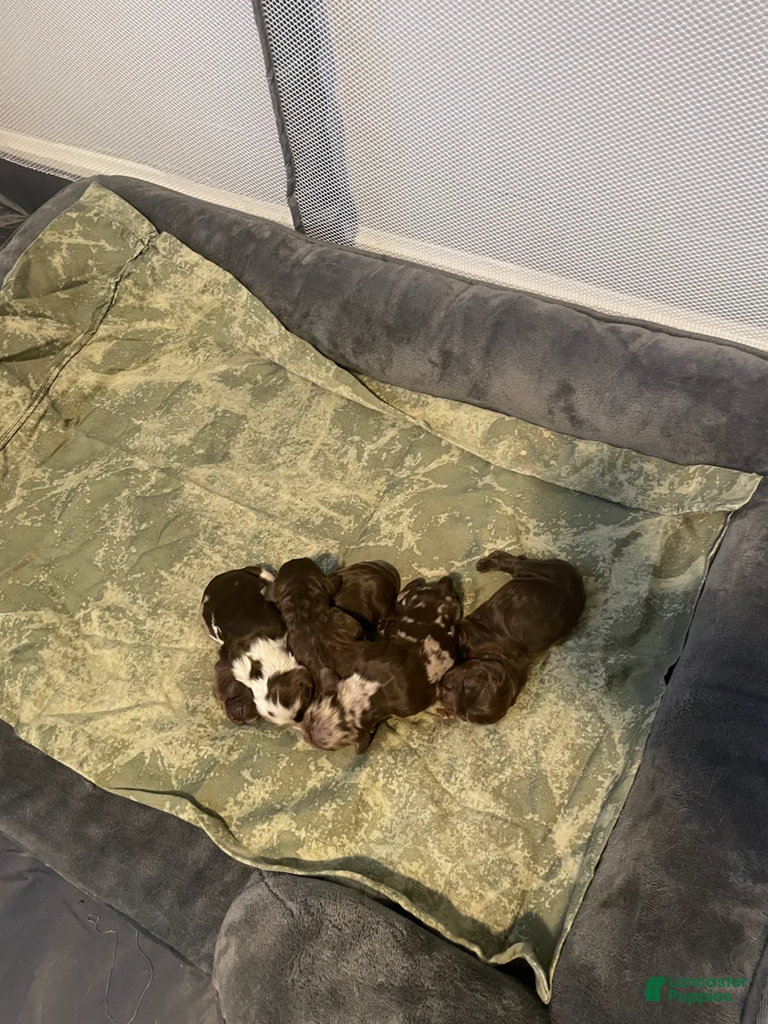 Cocker Spaniel dogs for sale: Cocker Spaniel 5 - Ad 6