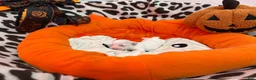 Bichon Frise dogs for sale: Bichon Frise 3 - Ad 1