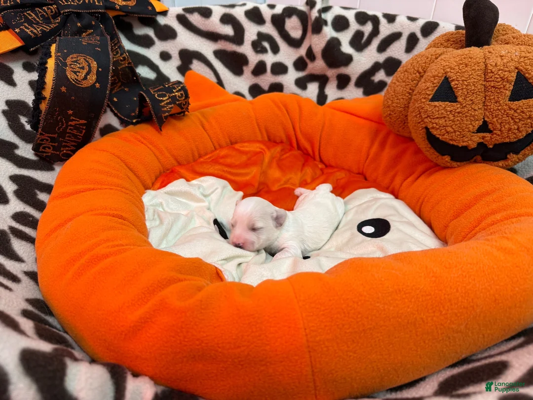 Bichon Frise dogs for sale: Bichon Frise 3 - Ad 1