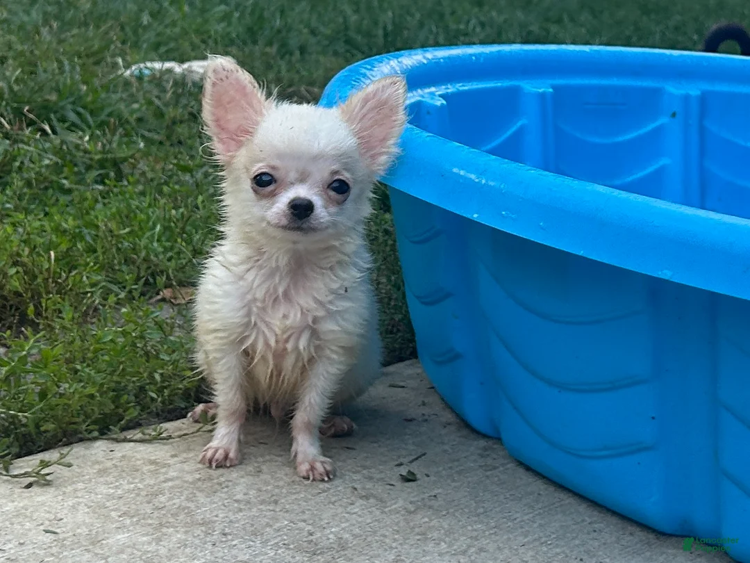 Chihuahua dogs for sale: Teddy Bear - Ad 1