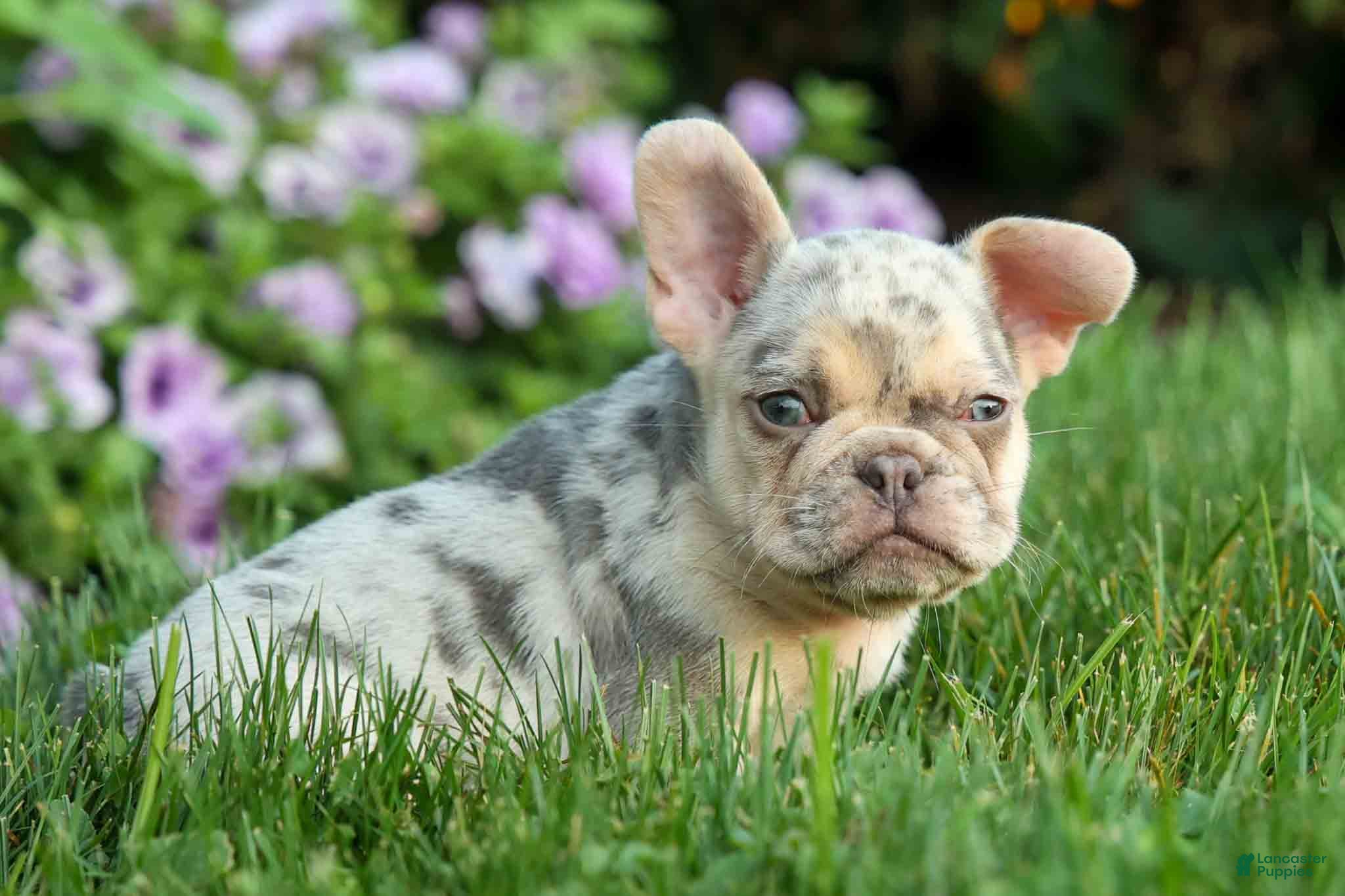 French Bulldog dogs Spencer 🐾 - Ad 1