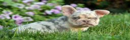 French Bulldog dogs for sale: Spencer 🐾 - Ad 5