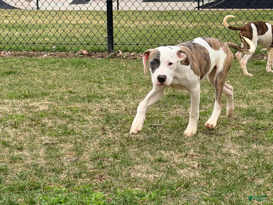 Mixed Breed dogs for sale: Rook - Ad 1