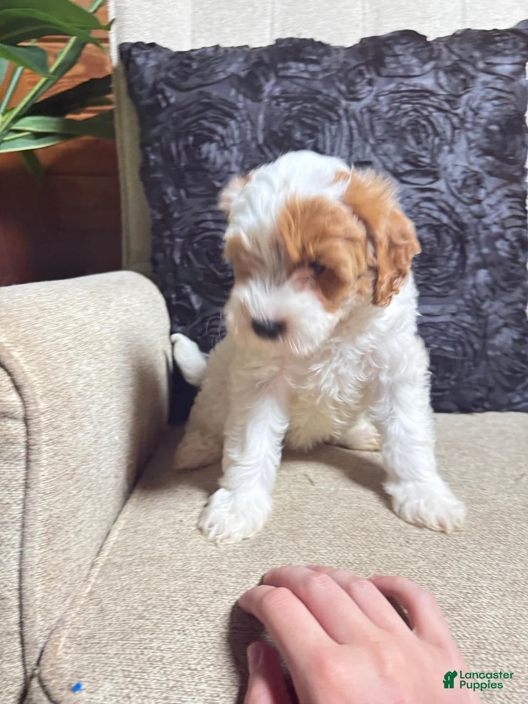 Cavapoo dogs for sale: Pearl  - Ad 2