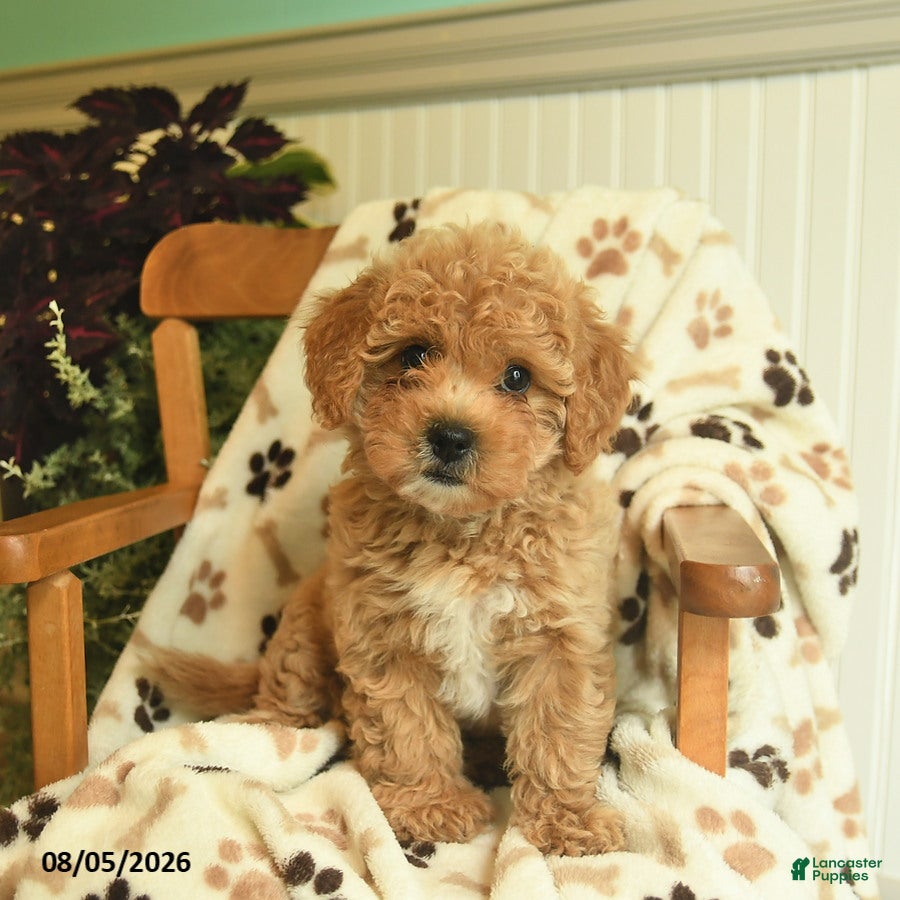 Shihpoo dogs Marley  - Ad 1