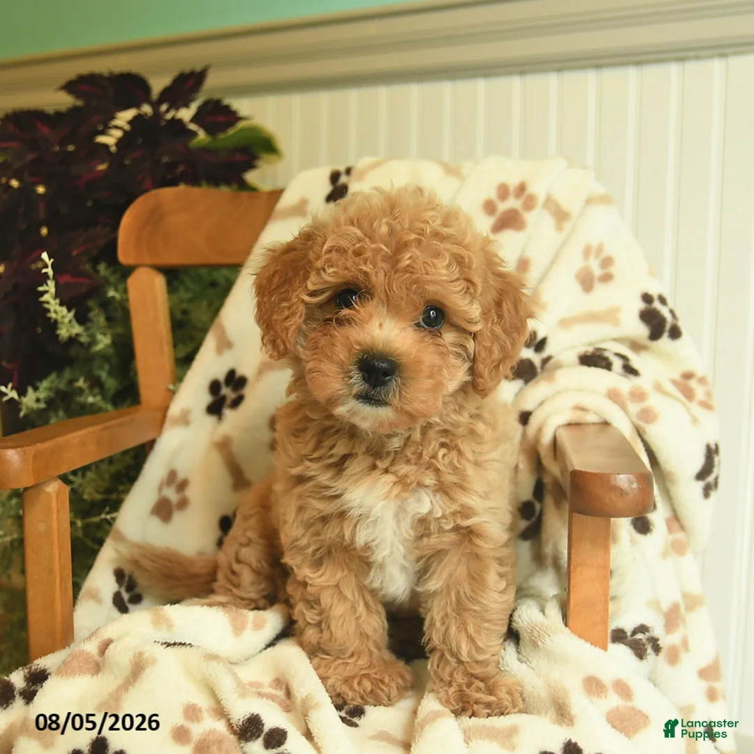 Shihpoo dogs for sale: Marley  - Ad 1